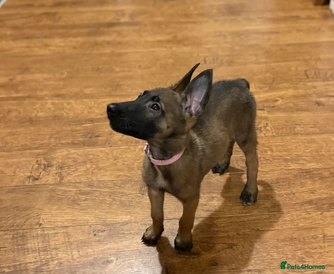 Belgian Shepherd Dog dogs for sale: TOP QUALITY Belgian Malinois Puppies - Advert 17