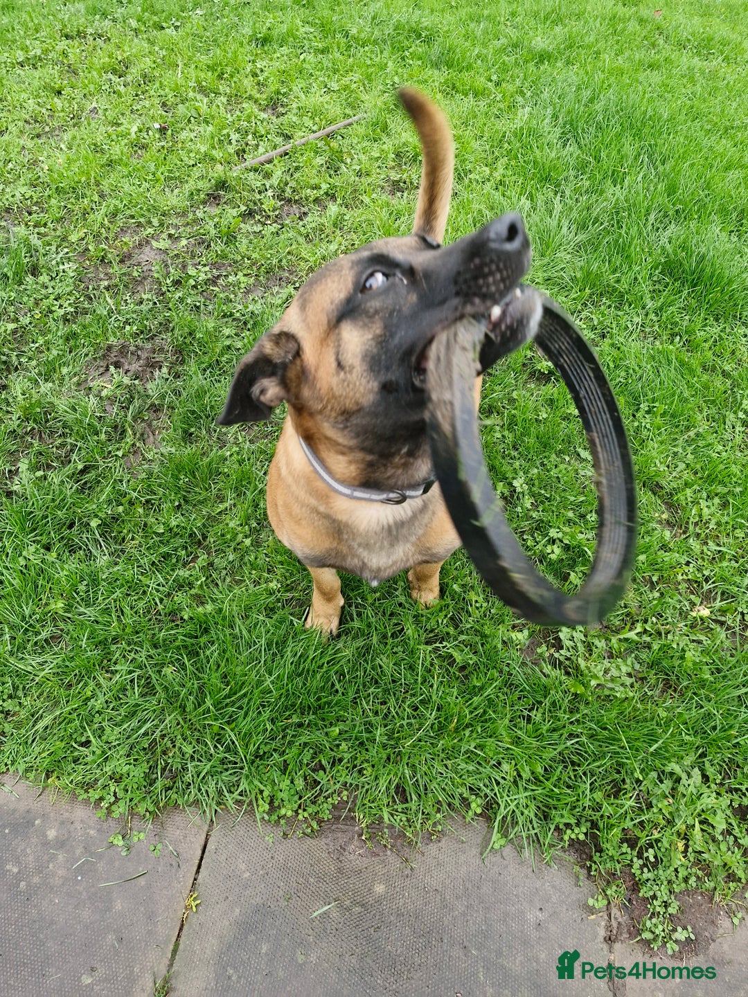 Belgian Shepherd Dog dogs for sale: Belgian Malinois  - Advert 3