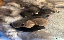Norwegian Forest Cat cats for sale: norwegian forest cat X kittens   - Image 7