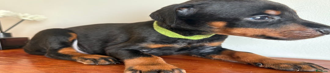 Dobermann Puppy 5 - Green