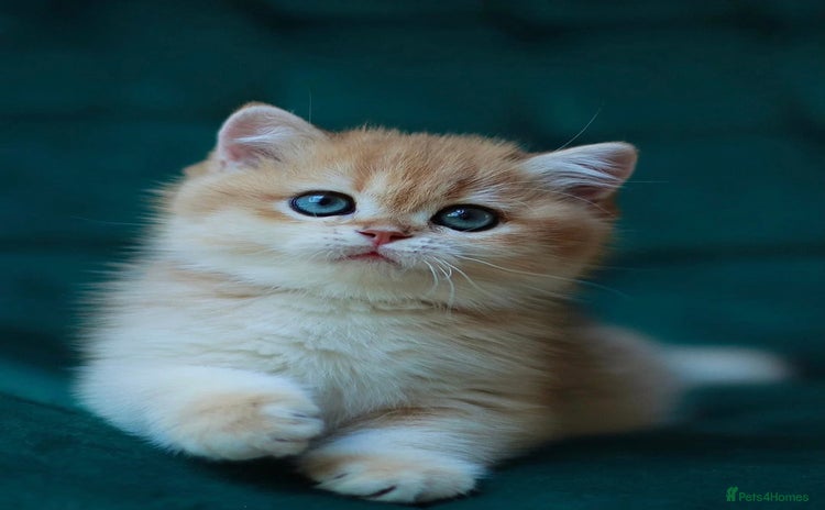 British Shorthair cats - Advert 10