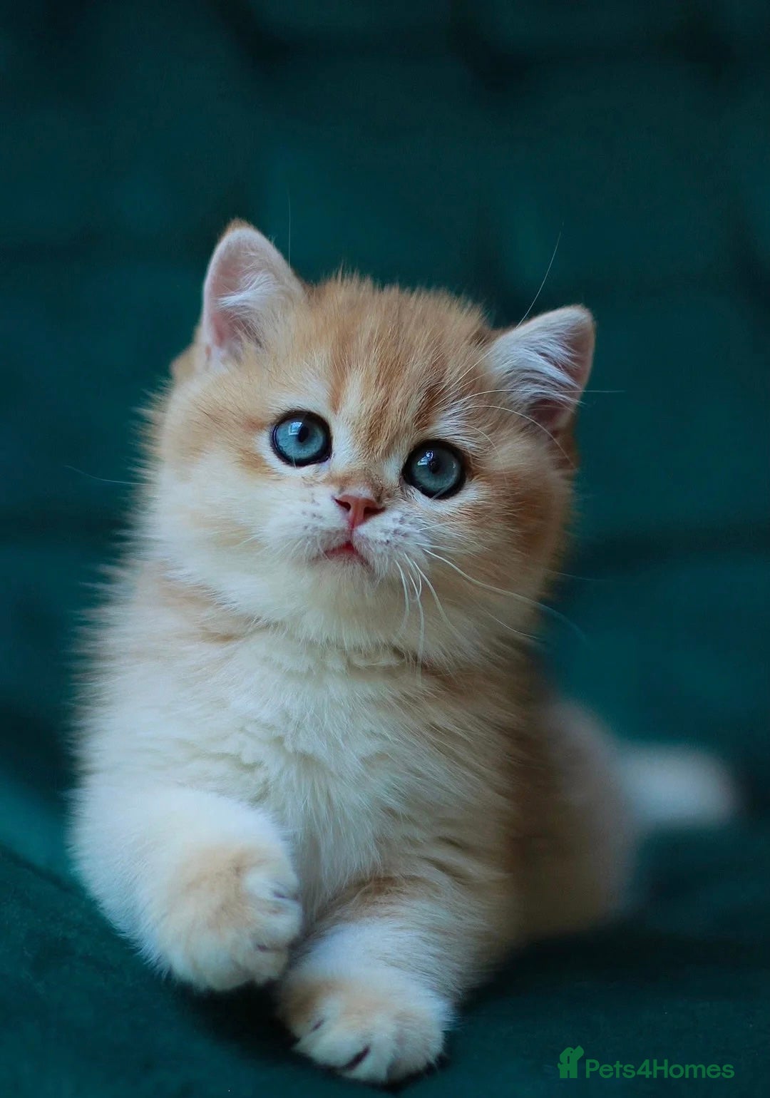 British Shorthair cats for sale: 🤍 Pedigree GCCF golden British shorthair kittens  - Image 1