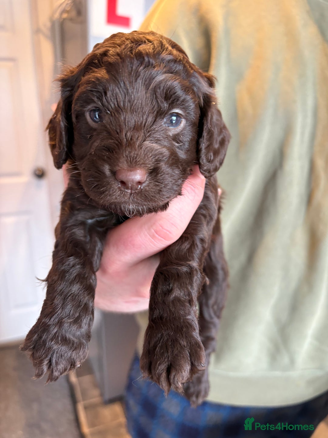 Cockapoo dogs for sale: Stunning toy size F1 cockapoo puppies - Image 5