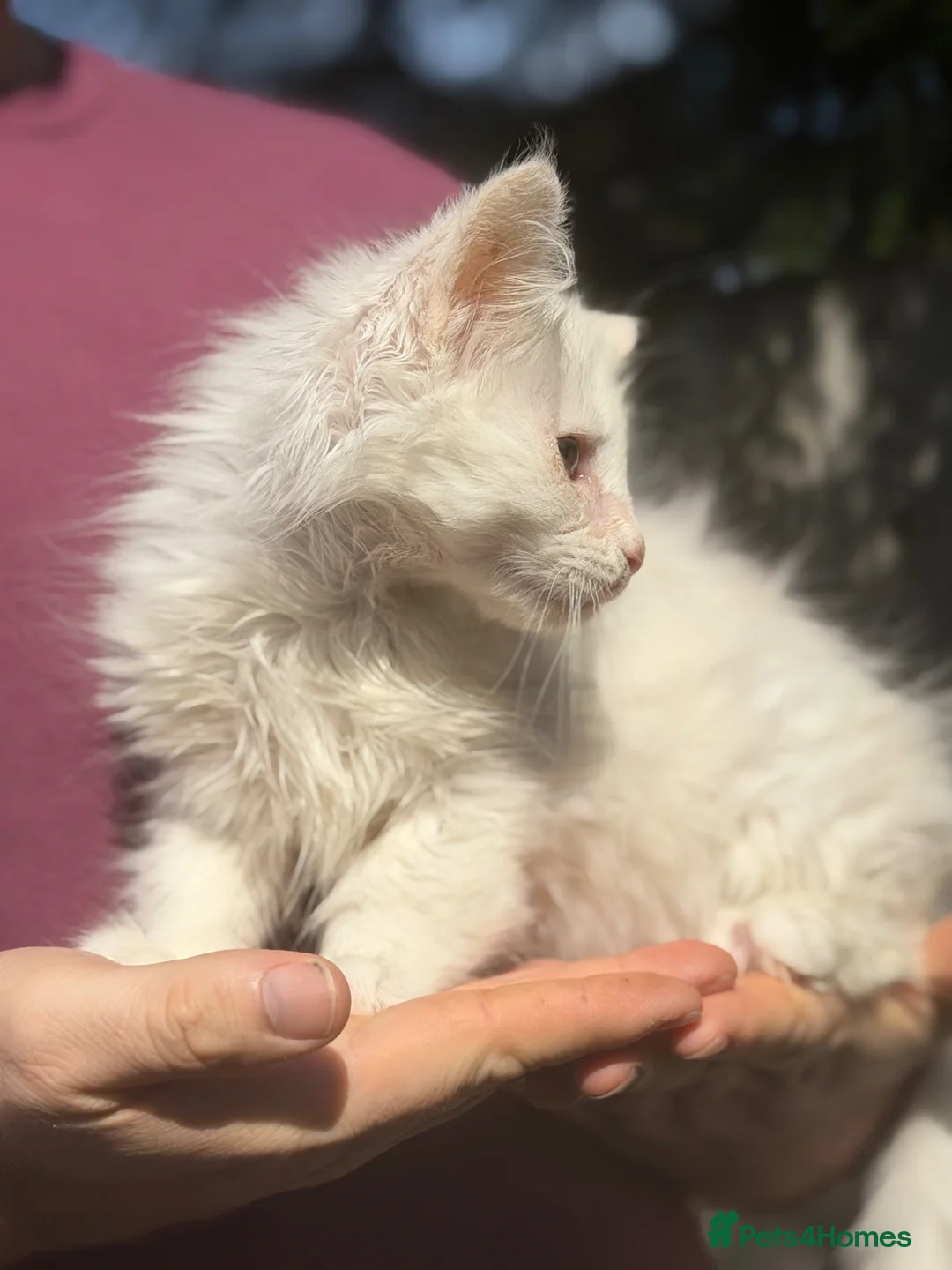 Maine Coon cats for sale: Tica reg white male kitten - Advert 5