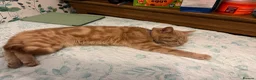 Mixed Breed cats for sale: Ginger cat for sale - Advert 16