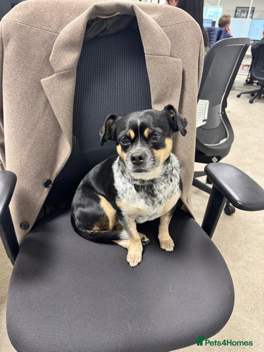 Mixed Breed dogs for adoption: Lolly and Poppy - Advert 5