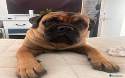 Bullmastiff dogs for stud: Gorgeous bullmastiff stud - Image 7