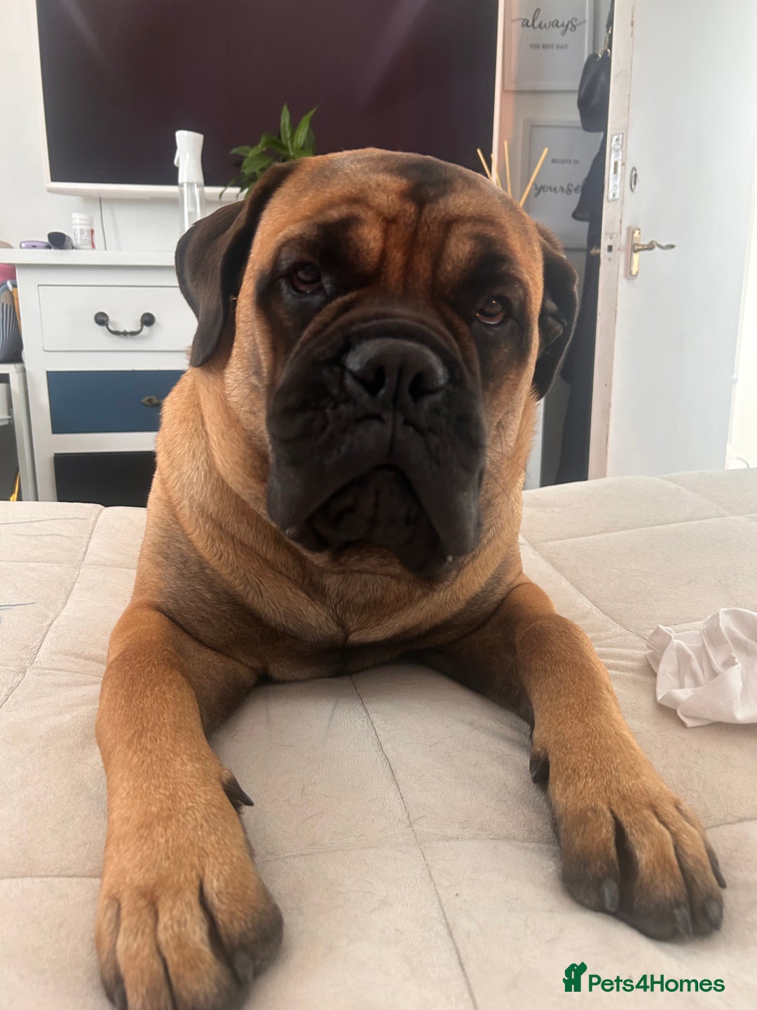 Bullmastiff dogs for stud: Gorgeous bullmastiff stud - Image 7