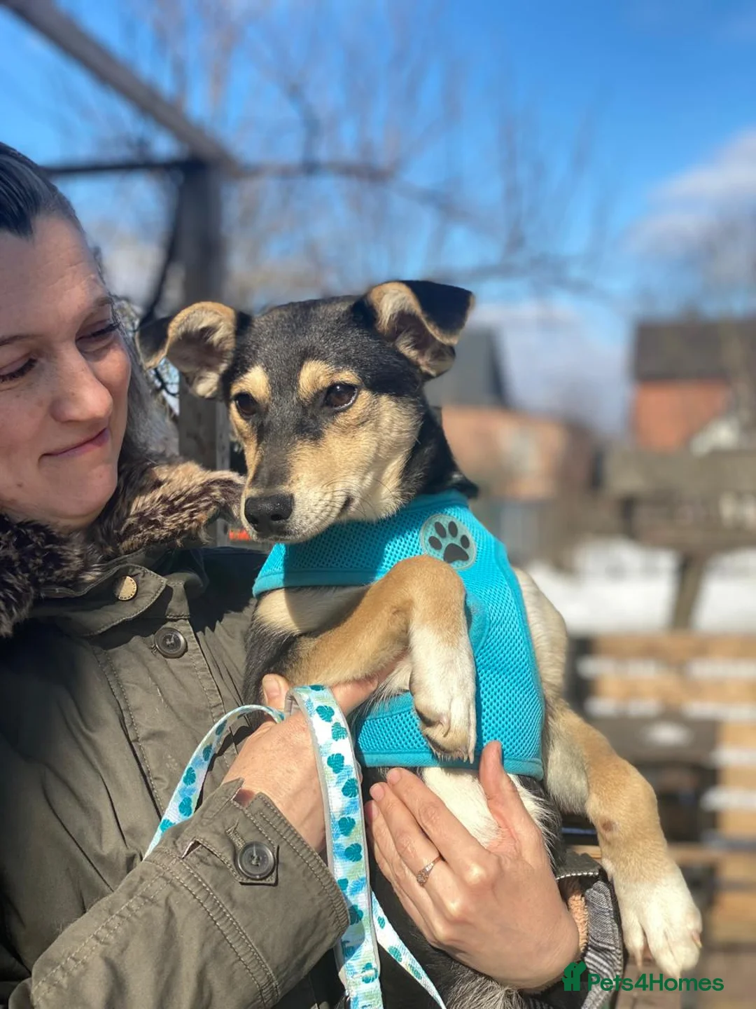 Mixed Breed dogs for adoption: ❤️GITA❤️8 months old low-medium full of love & joy - Advert 2