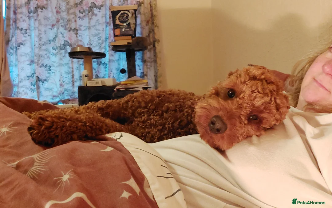 Miniature Poodle dogs for stud: OUR BARRY-KC REGISTERED MINIATURE POODLE FOR STUD in Preston - Advert 14