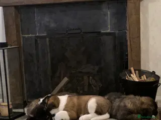 Mixed Breed dogs Beautiful saint bernard akita mix puppies - Advert 5