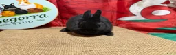 Netherland Dwarf rabbits for sale: Gorgeous Netherland dwarfs ready now - Advert 3