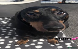 Dachshund dogs for sale: Miniature dachshunds puppies - Image 12