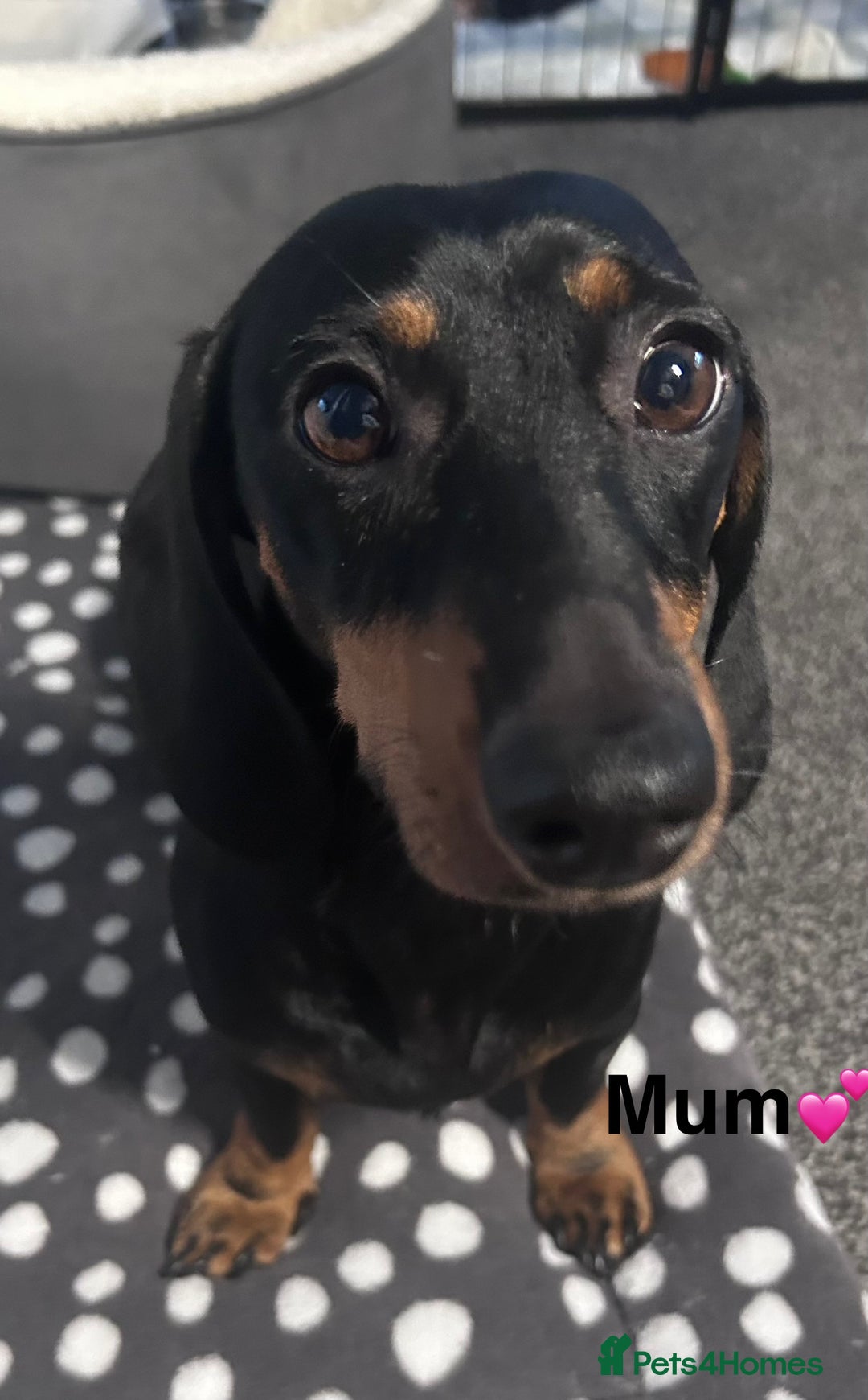 Dachshund dogs for sale: Miniature dachshunds puppies - Image 12