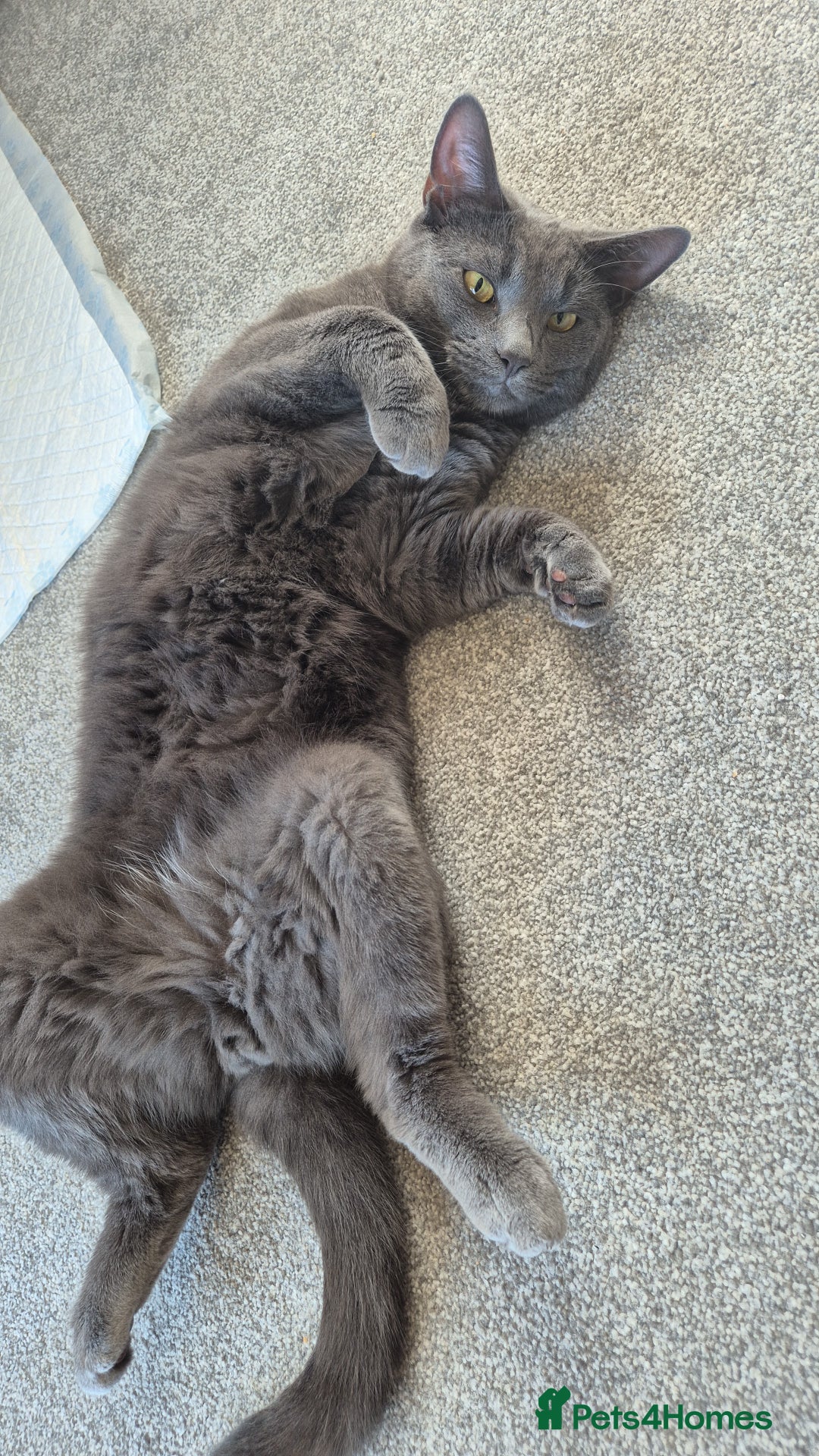 Domestic Shorthair cats for sale: Two Indoor Cats - Advert 2