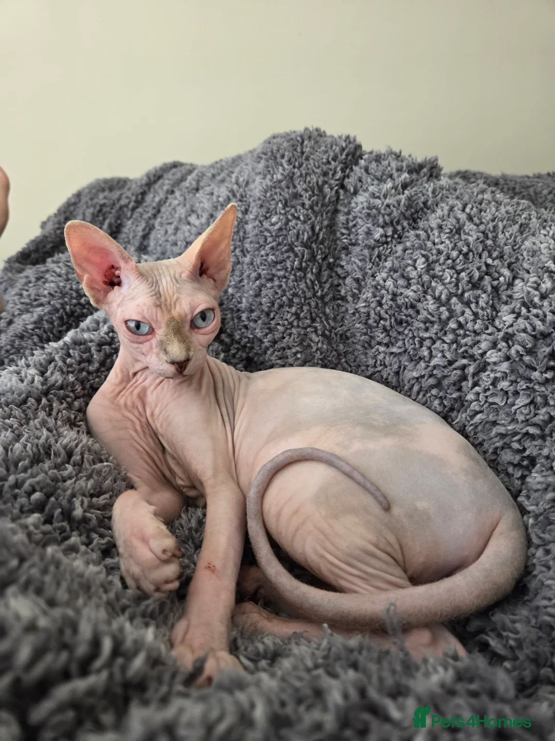 Sphynx cats for sale: Two beautiful Sphynx kitten in Stone - Advert 2