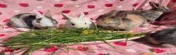 Mixed Breed rabbits for sale: Plush Mini lop 8 weeks old very tame - Advert 11