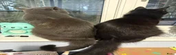 Mixed Breed cats for sale: Adorable black kittens  - Advert 2