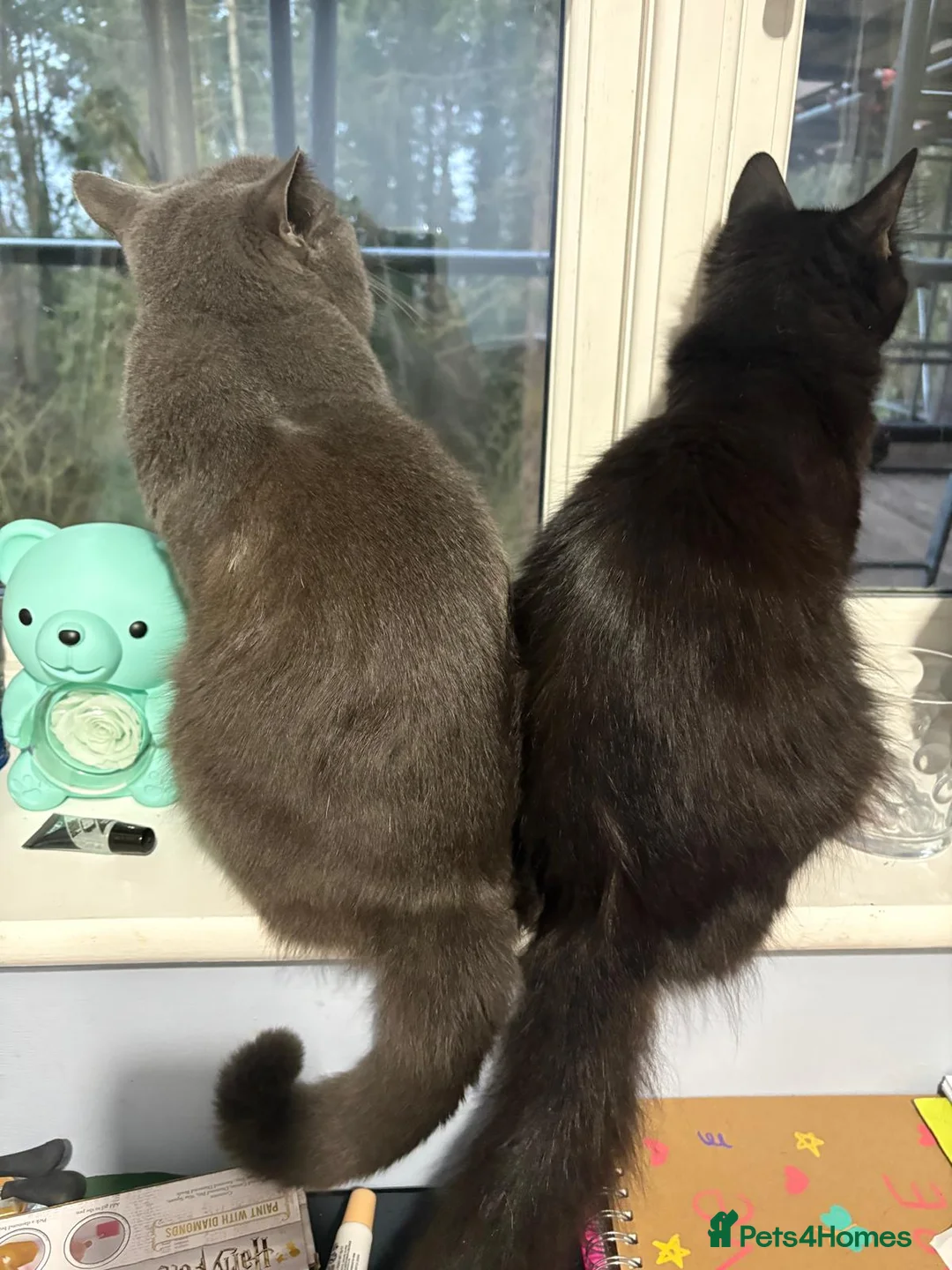 Mixed Breed cats for sale: Adorable black kittens  - Advert 2