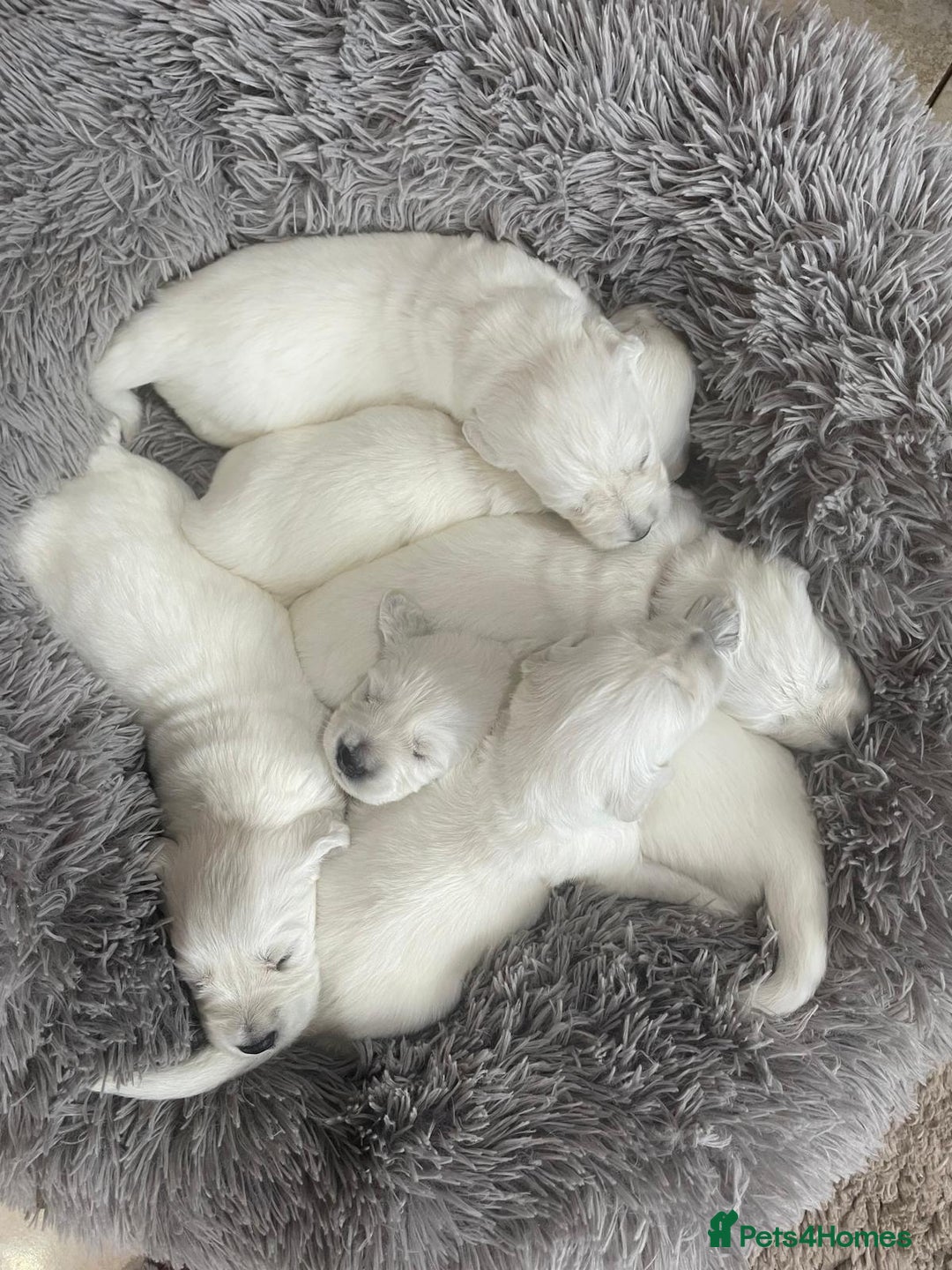 Golden Retriever dogs for sale: Golden retriever puppy’s from licensed breeder - Image 6