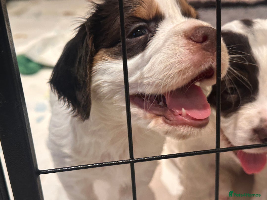 Clumber Spaniel dogs for sale: Clumber Spaniel Hybrid - Image 12
