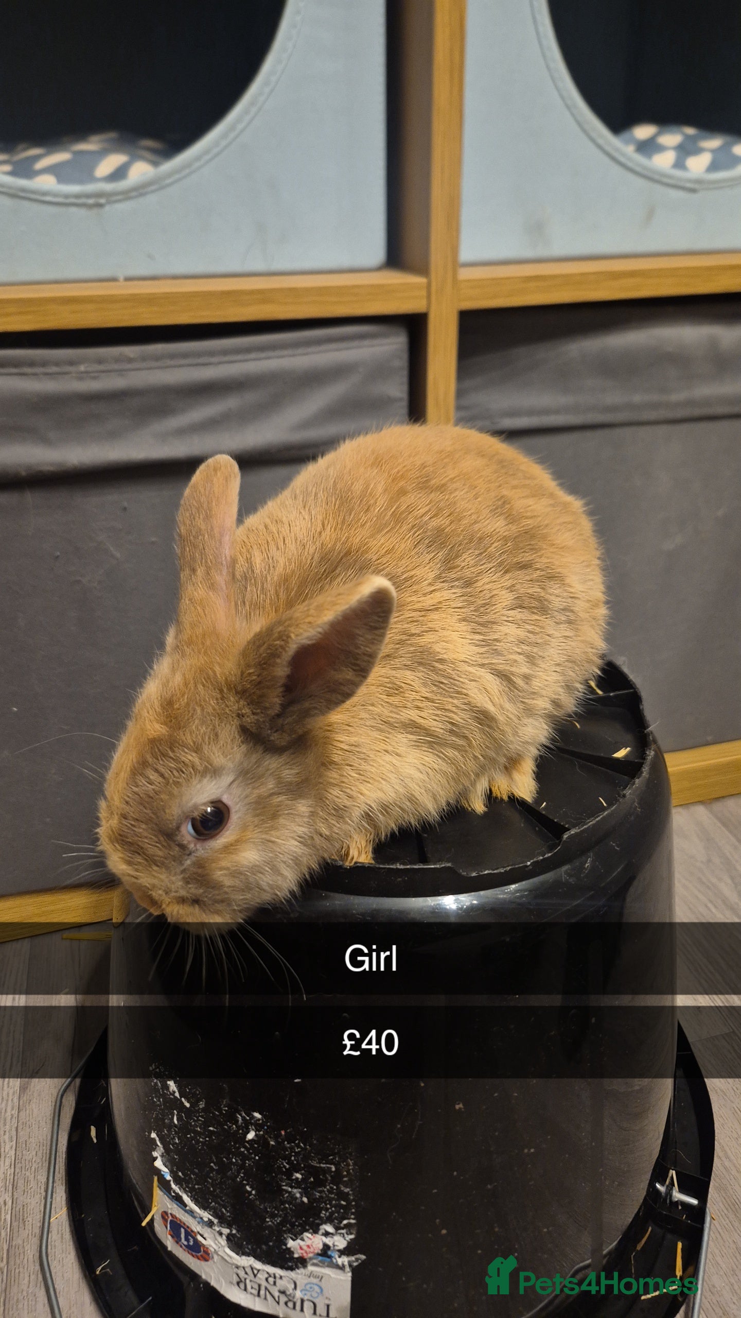 Lionhead rabbits Lionhead Baby Rabbits 8 weeks (Friendly) - Advert 3