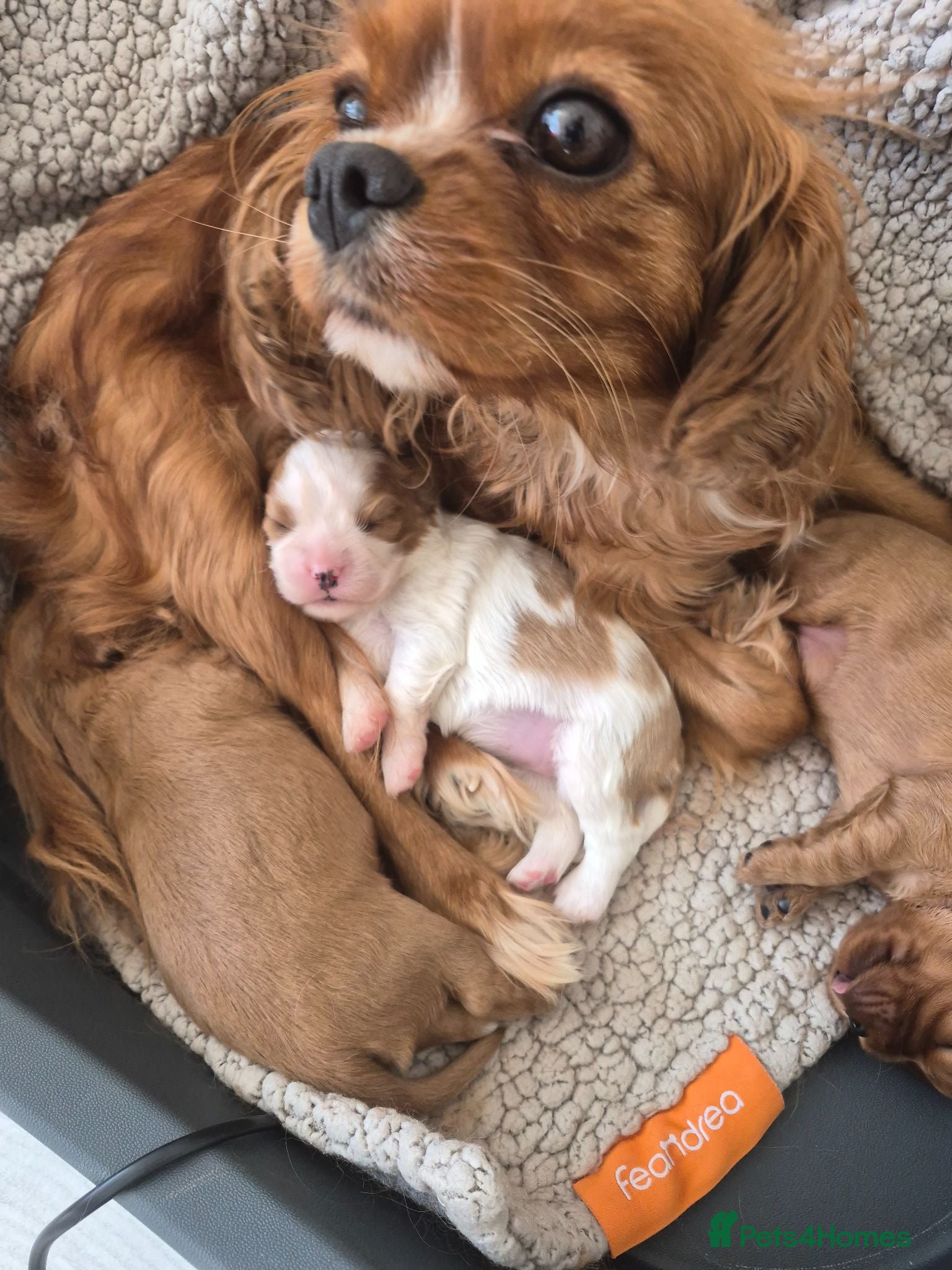 Cavalier King Charles Spaniel dogs Stunning cavalier king charles puppies - Advert 2