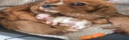 Cavalier King Charles Spaniel dogs for sale: Stunning cavalier king charles puppies - Advert 7