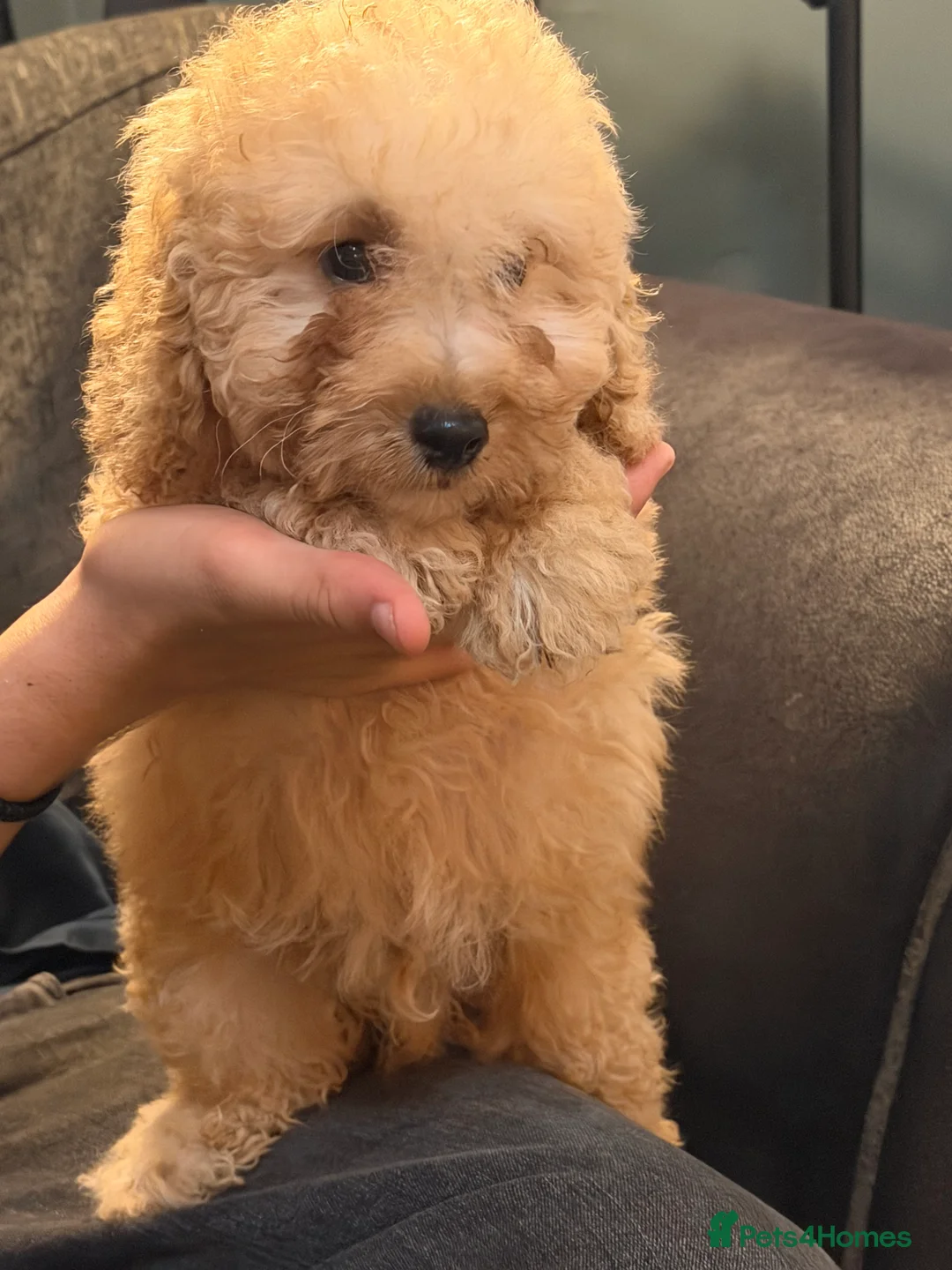 Labradoodle dogs for sale: 💙 Miniature labradoodle 15 weeks old ready now💙 - Advert 2