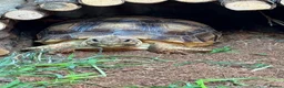 Tortoise reptiles for sale: Sulcata tortoise  - Advert 2