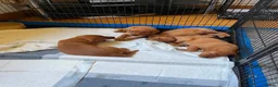 Labrador Retriever dogs for sale: KC REG FOX RED LABRADOR PUPPIES - Advert 7