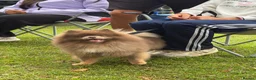 Pomeranian dogs for sale: Teddy - 2 Year Old Lilac Male Pomeranian - Advert 2