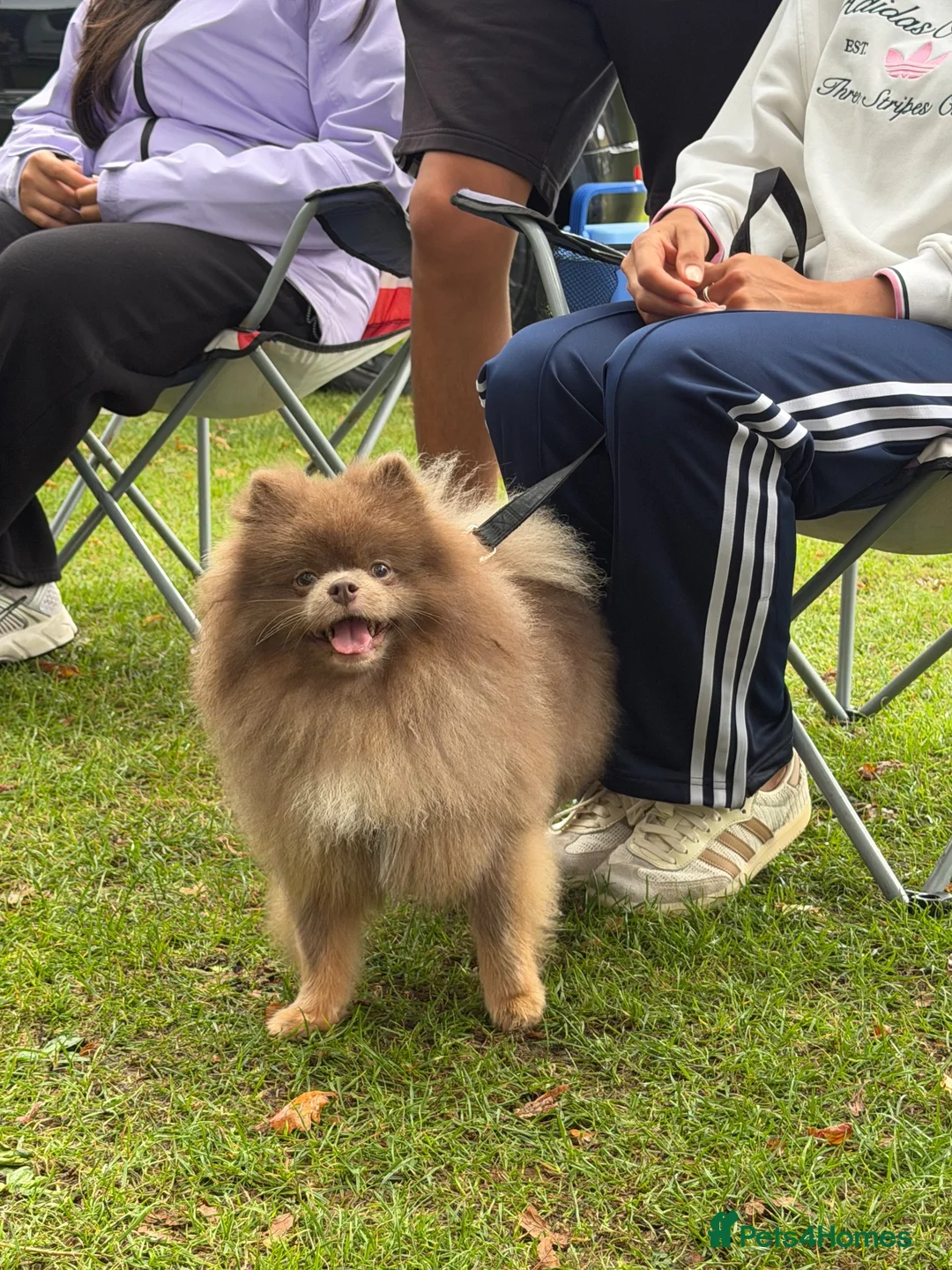 Pomeranian dogs for sale: Teddy - 2 Year Old Lilac Male Pomeranian - Advert 2