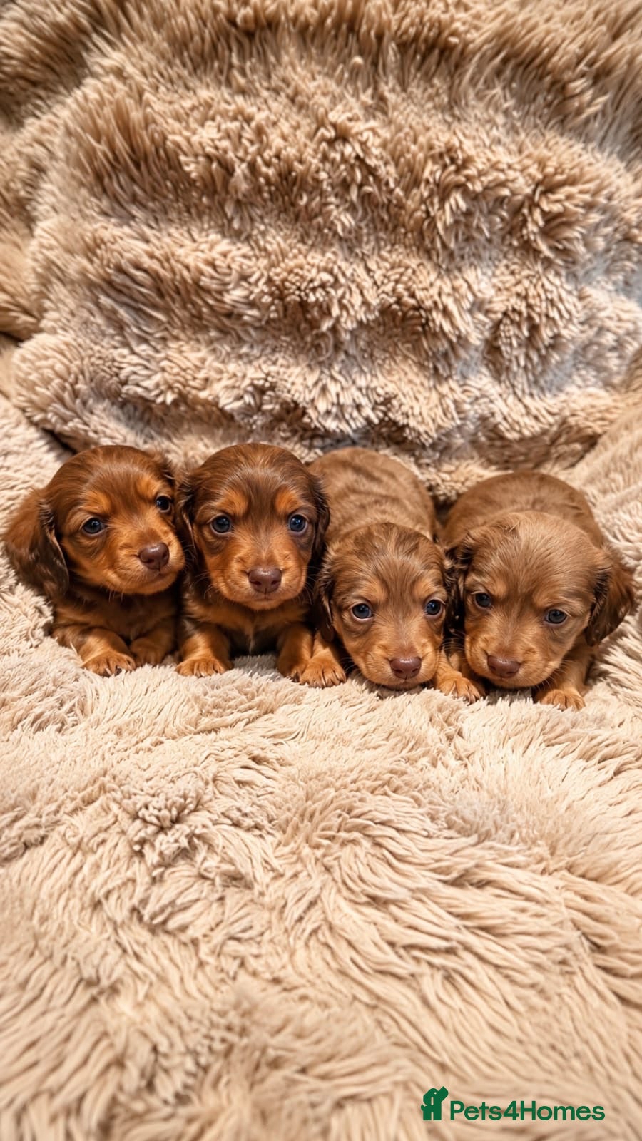 Dachshund dogs True Miniature long haired dachshunds for sale - Advert 18