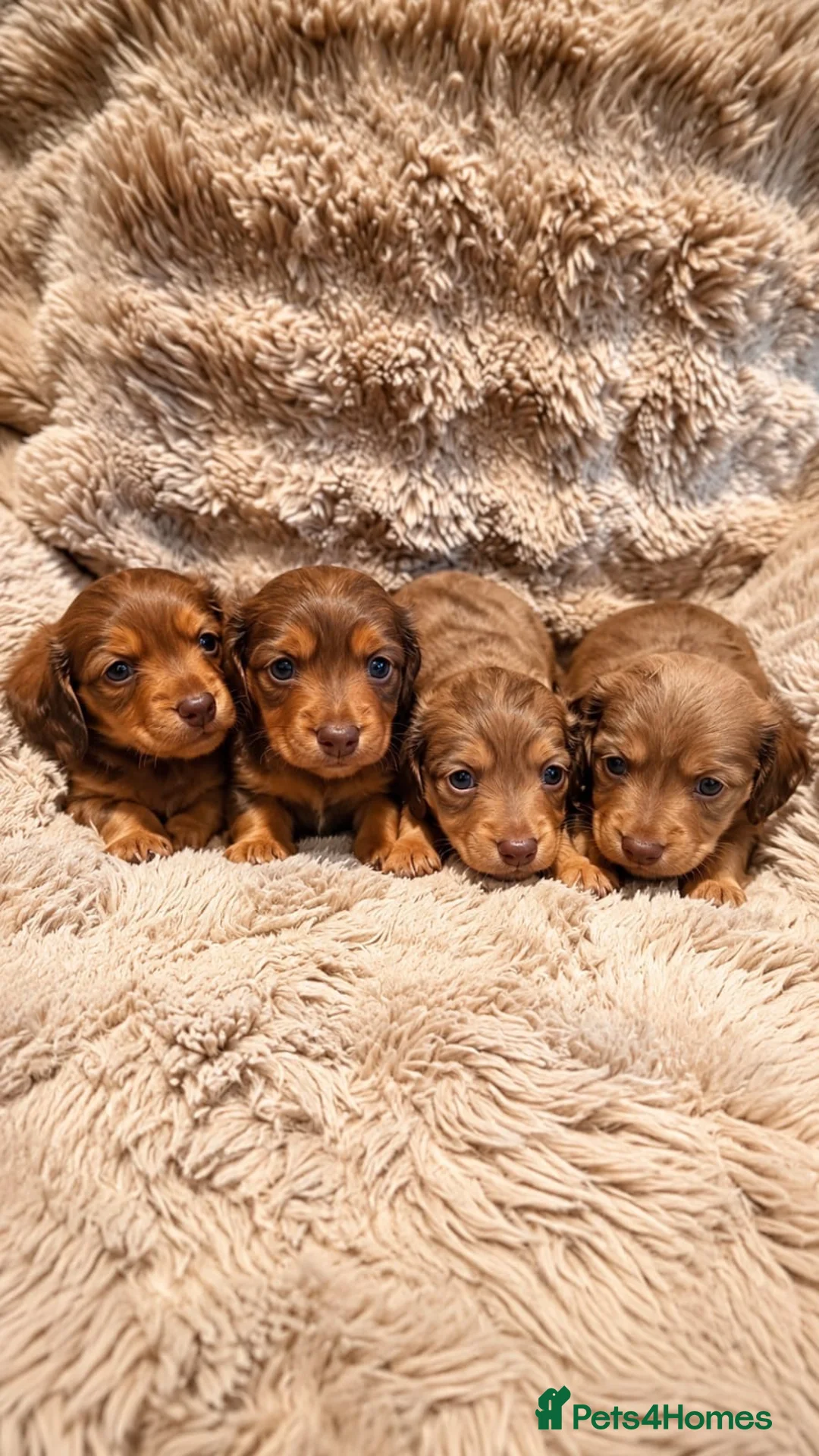 Dachshund dogs for sale: True Miniature long haired dachshunds for sale - Advert 1