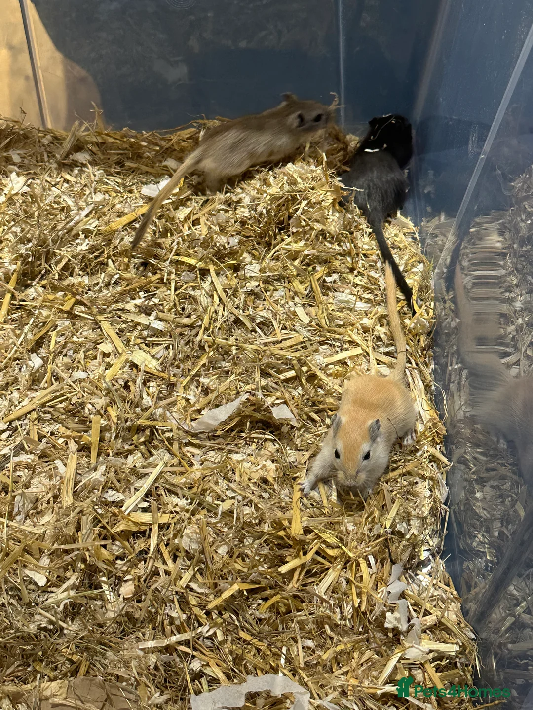 Gerbil rodents for sale: Gerbils in need of a home - Advert 8