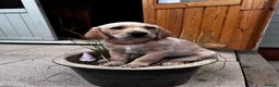 Goldador dogs for sale: Stunning Goldador puppies  - Advert 10