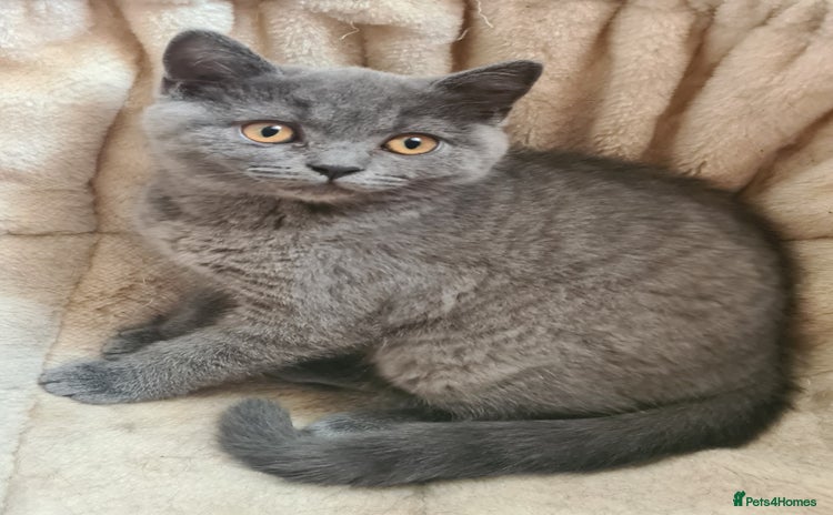 British Shorthair cats in Northampton - Advert 5