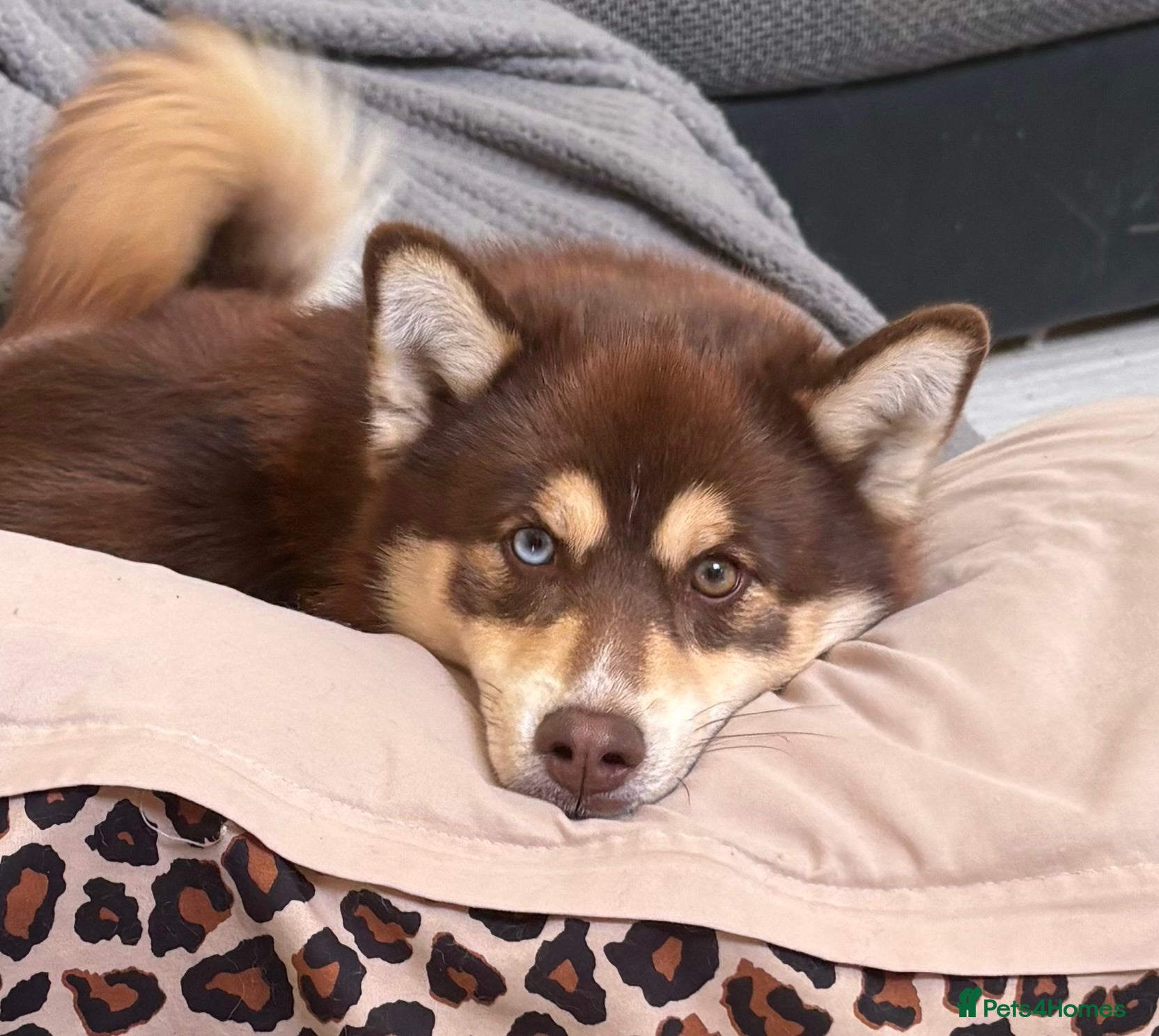 Pomsky dogs Pomsky Stud Dog – Brown with One Blue Eye - Advert 6