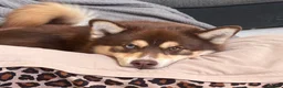 Pomsky dogs for stud: Pomsky Stud Dog – Brown with One Blue Eye - Advert 1