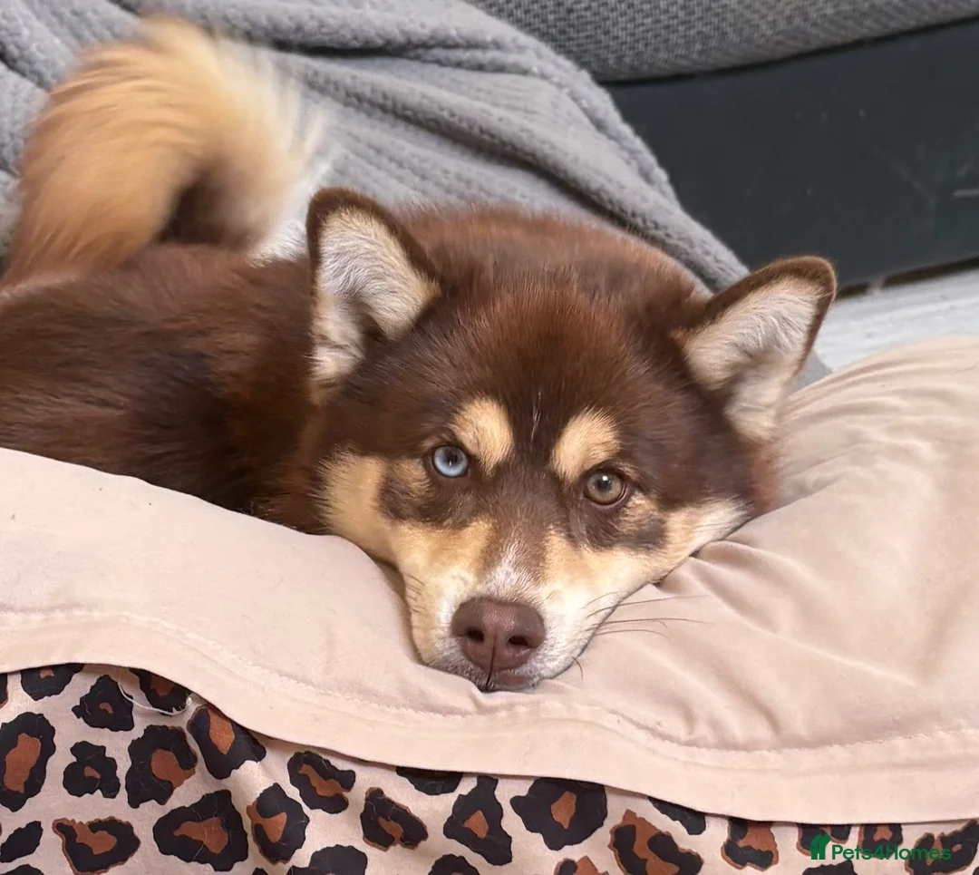 Pomsky dogs for stud: Pomsky Stud Dog – Brown with One Blue Eye - Advert 1
