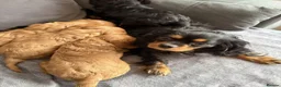 Cavalier King Charles Spaniel dogs for sale: Caviler king Charles puppies ready today - Advert 3