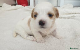 Maltipoo dogs for sale: 6 Pedigree Club registered Maltipoo puppies - Image 3