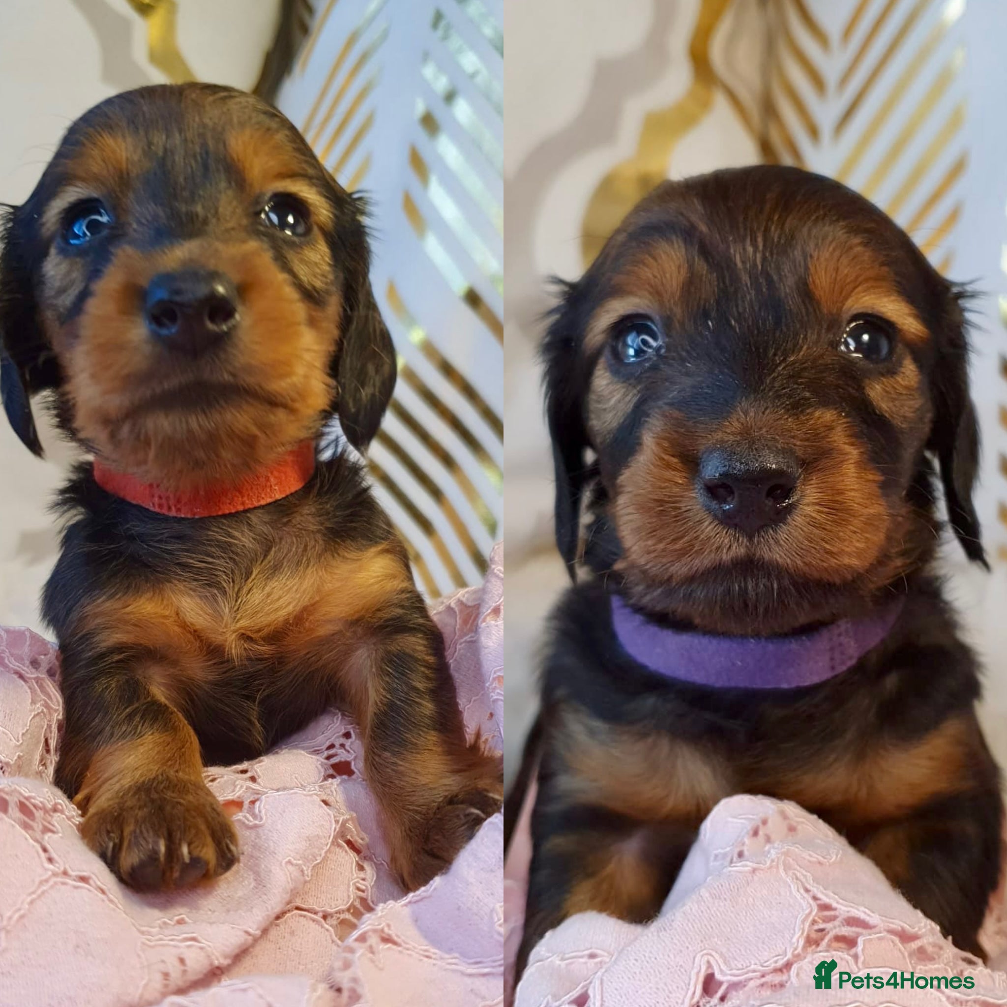 Miniature Dachshund dogs Miniature Dachshund Longhaired Puppies for Sale 🐶 - Advert 9