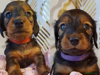 Miniature Dachshund dogs Miniature Dachshund Longhaired Puppies for Sale 🐶 - Advert 9