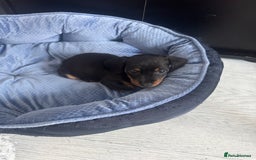 Miniature Dachshund dogs for sale: Very tiny 8 week old miniature dachshund  - Image 3