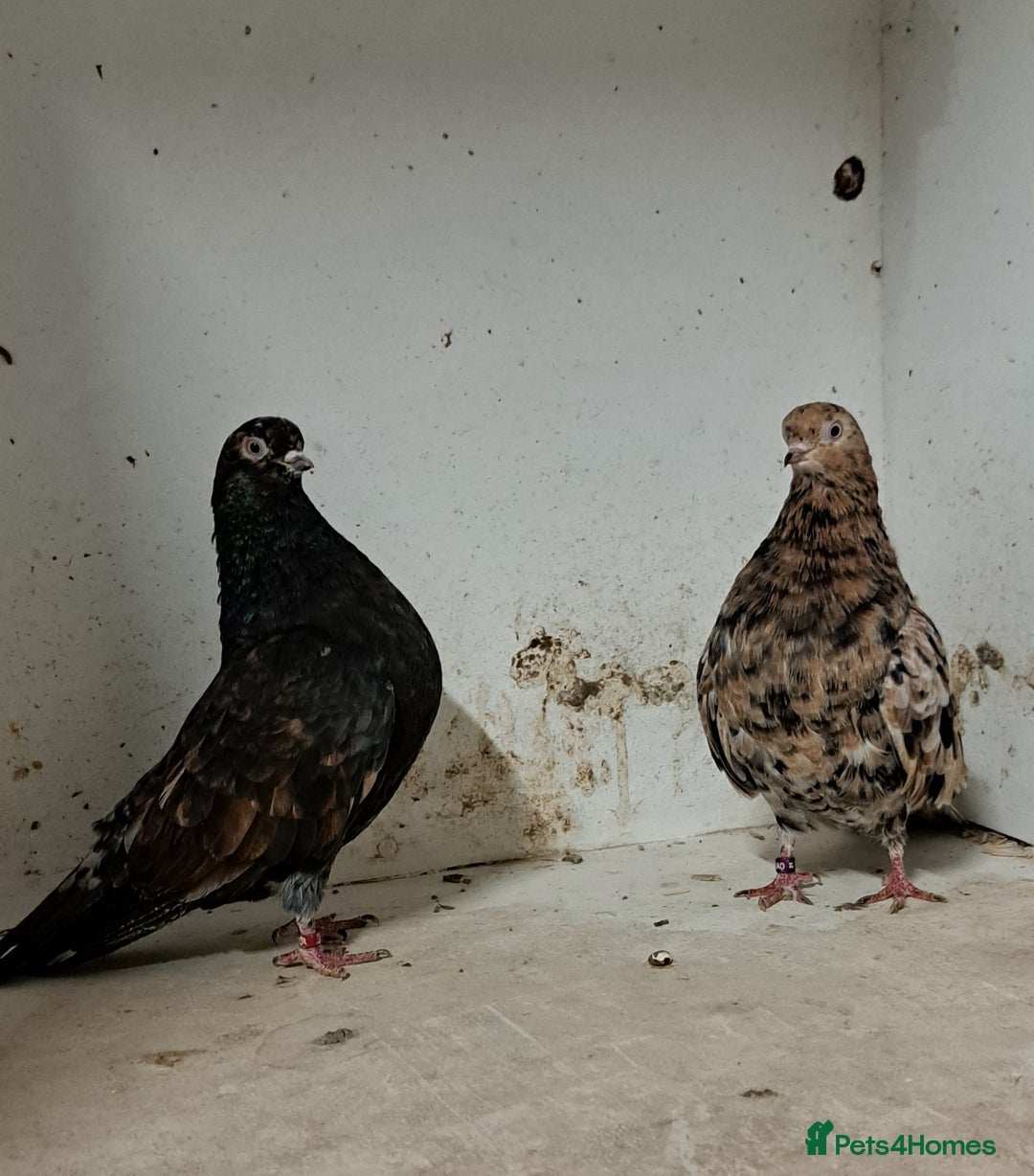Pigeons birds for sale: Almond tumblers for sale  - Advert 3
