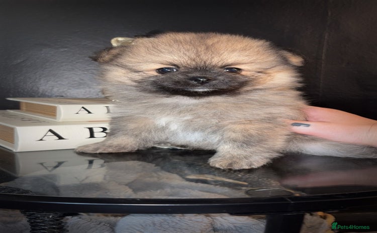 Pomeranian dogs - Advert 4