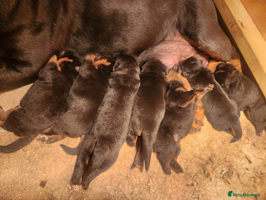 Rottweiler dogs for sale: Champion Pedigree Rottweiler Puppies - Advert 13