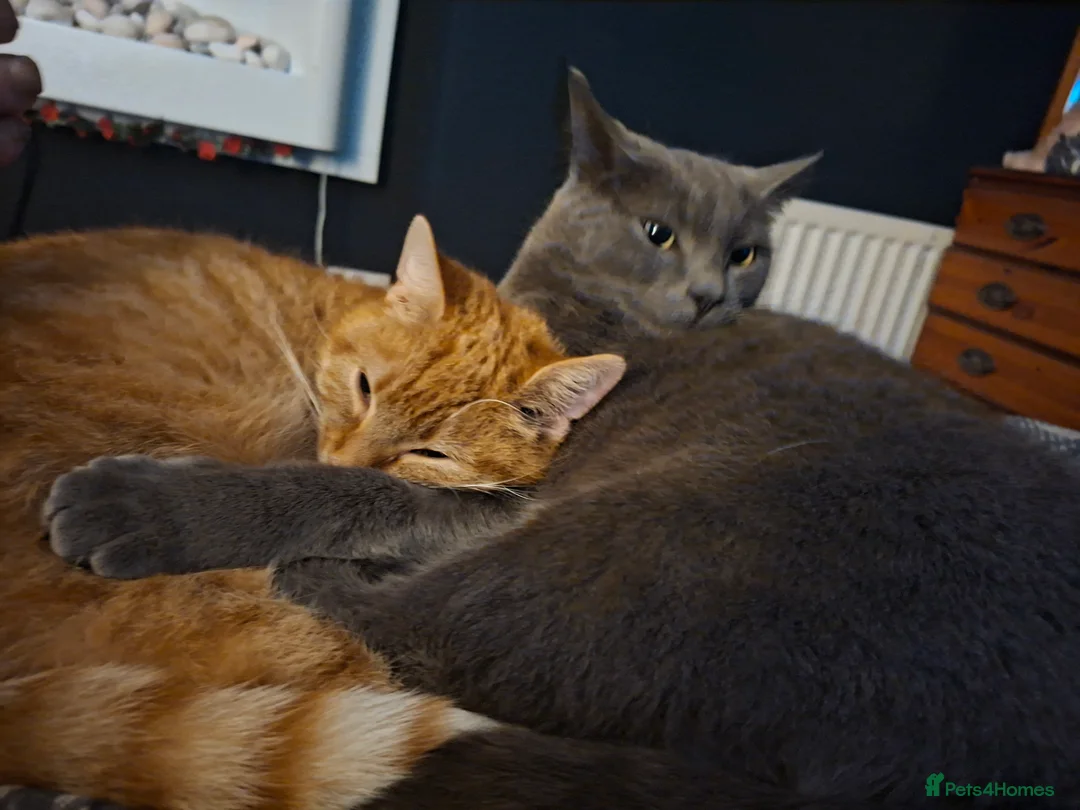 Mixed Breed cats for sale: Gorgeous ginger male kitten - Advert 2